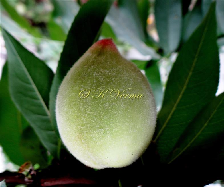  Fruit (Drupe)